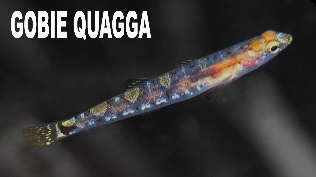Gobie quagga