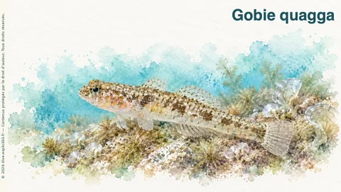 Illustration de Gobie quagga