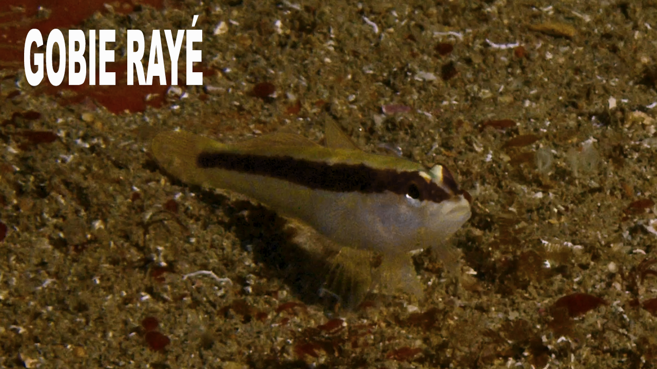 Gobie rayé