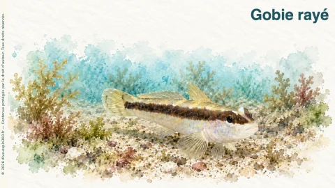 Illustration de Gobie rayé
