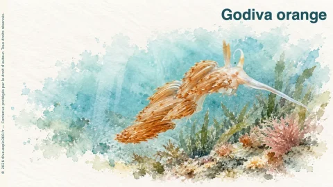 Illustration de Godiva orange