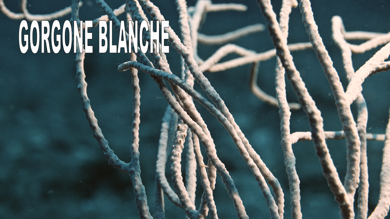 Gorgone blanche