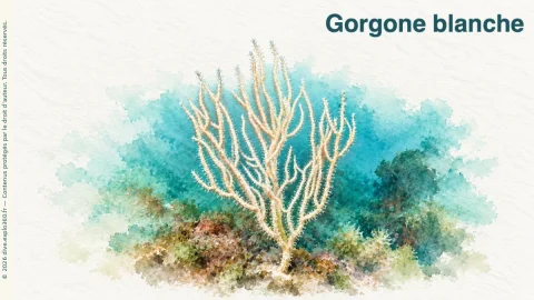 Illustration de Gorgone blanche