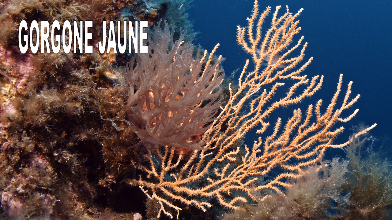 Gorgone jaune