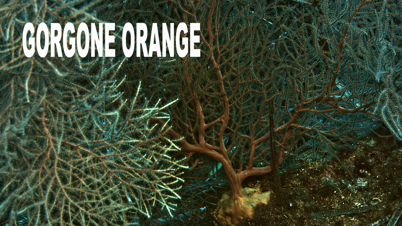 Gorgone orange