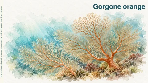 Illustration de Gorgone orange