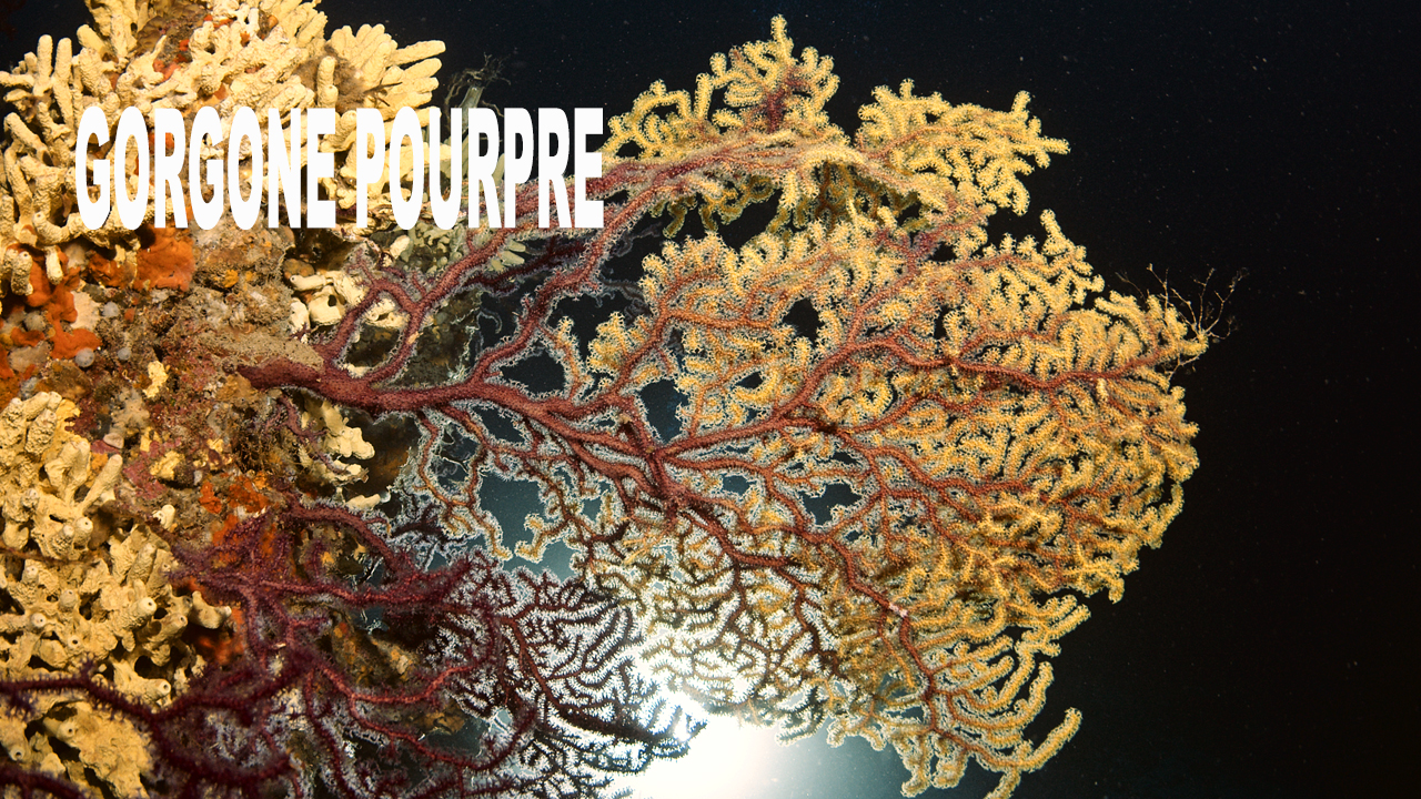 Gorgone pourpre
