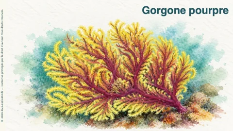 Illustration de Gorgone pourpre