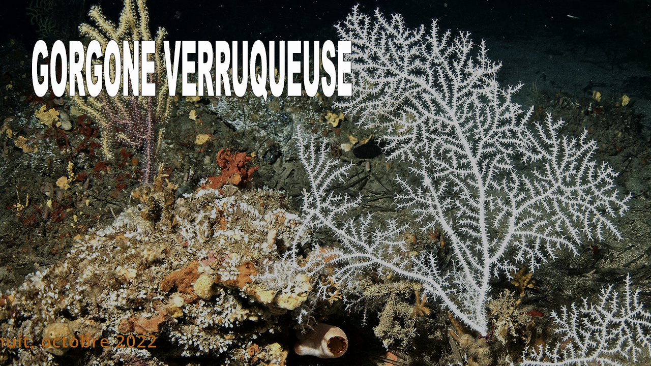 Gorgone verruqueuse