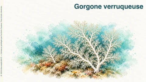 Illustration de Gorgone verruqueuse
