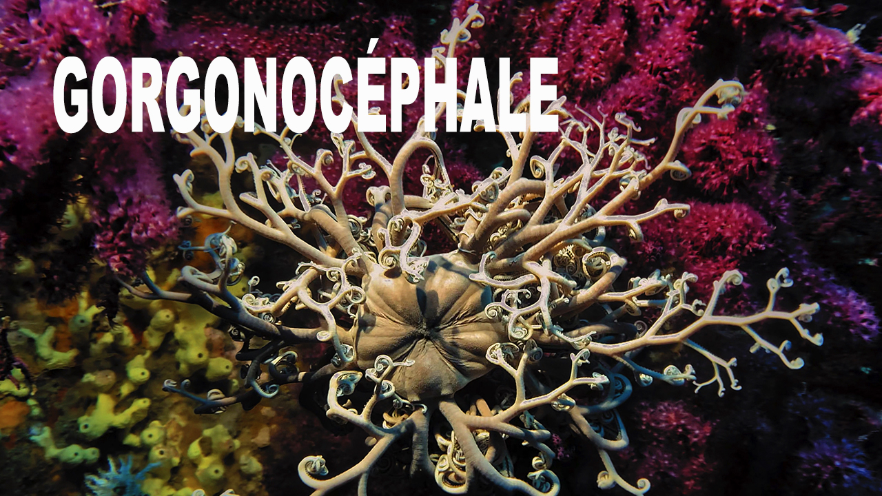 Gorgonocéphale