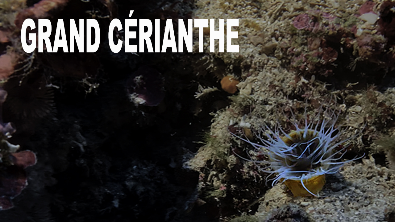 Grand cérianthe