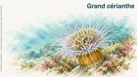 Illustration de Grand cérianthe