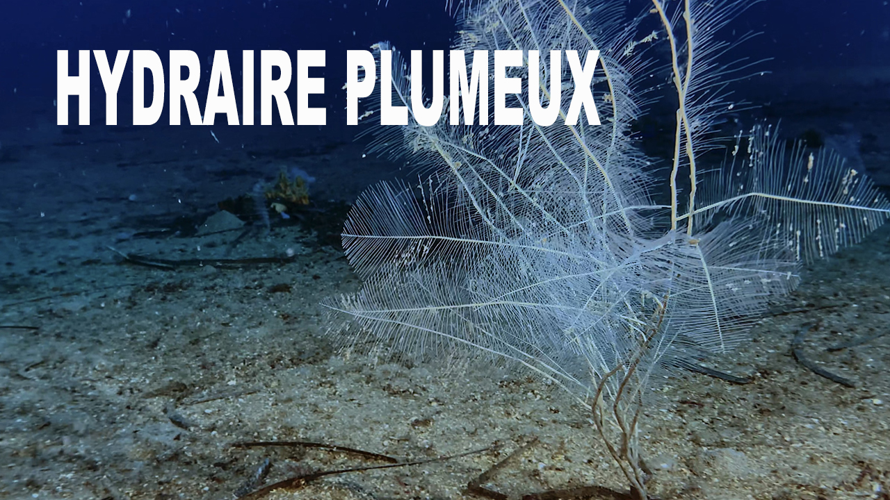 Grand hydraire plumeux profond