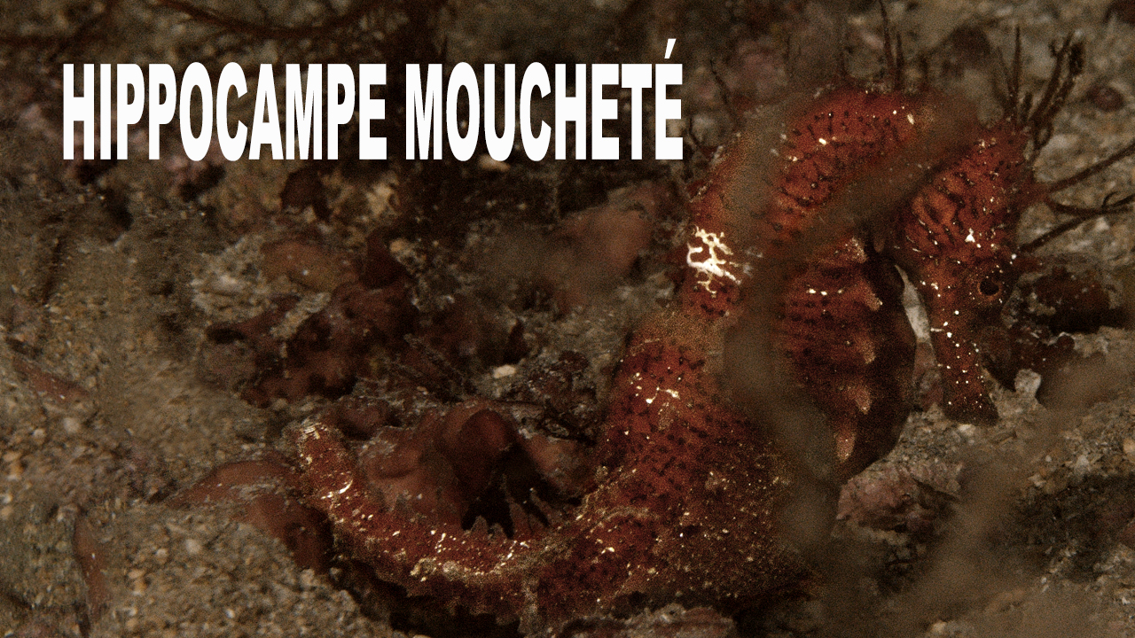 Hippocampe moucheté