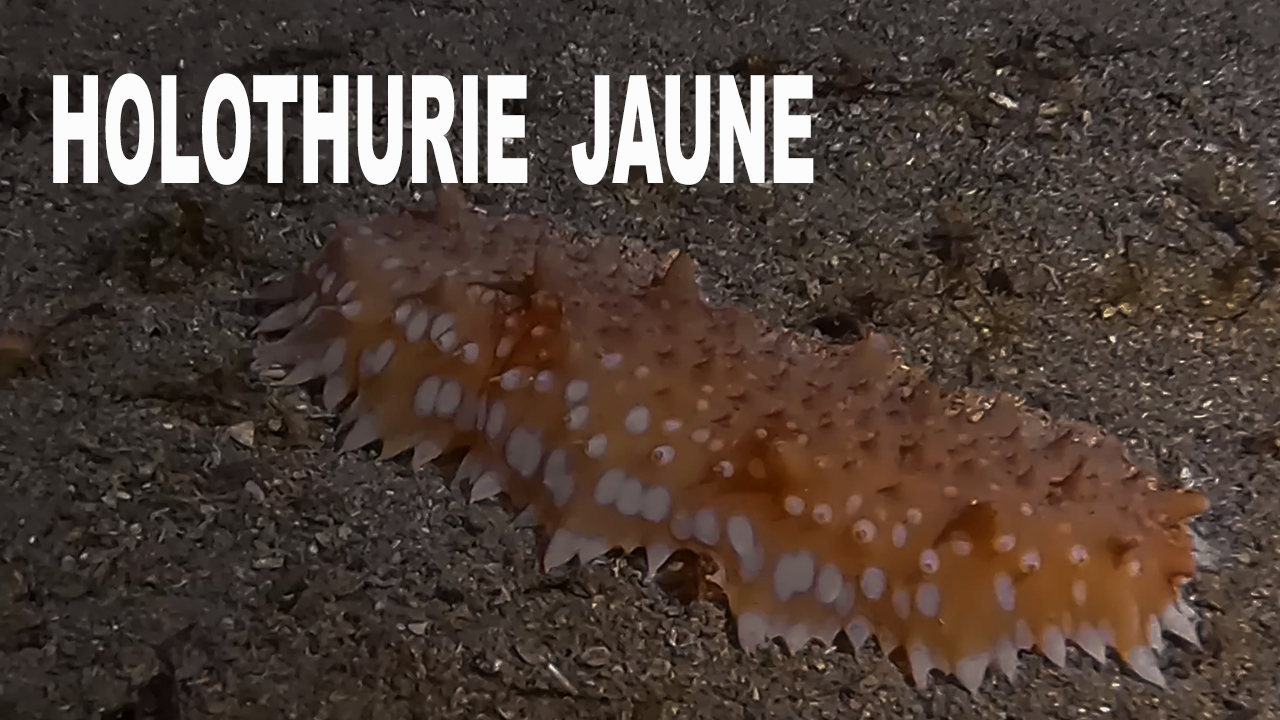 Holothurie jaune