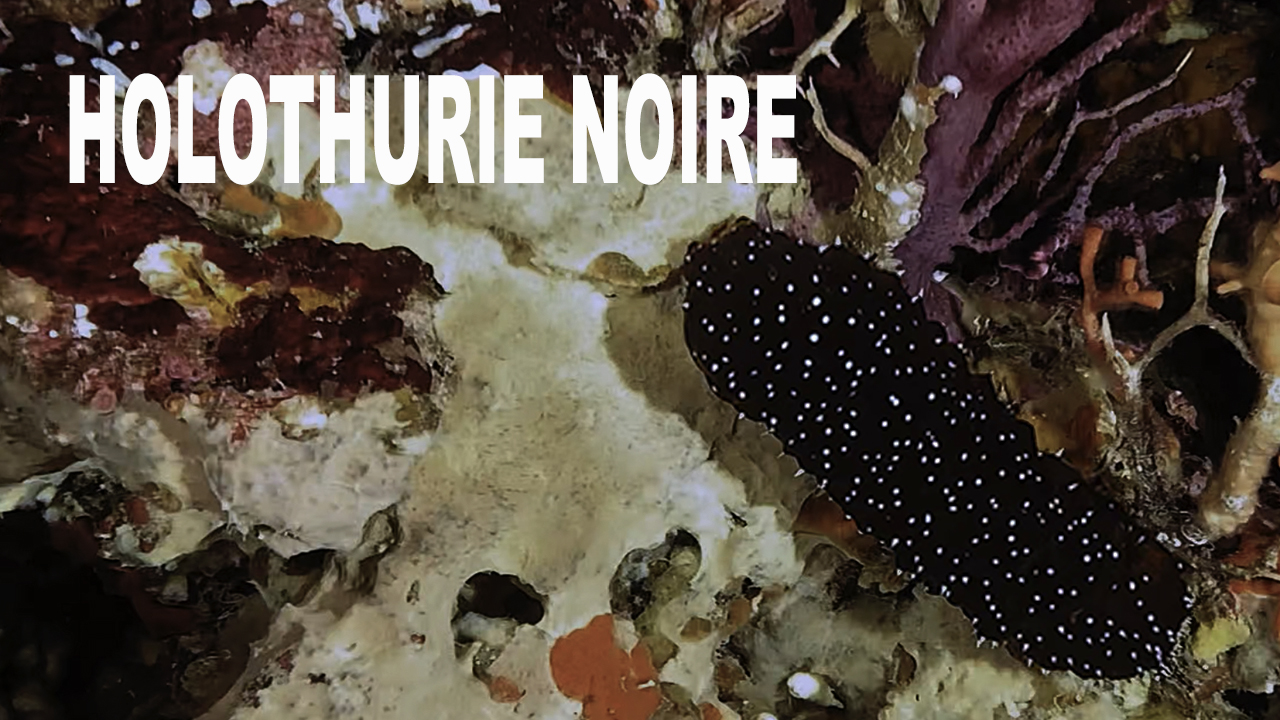 Holothurie noire