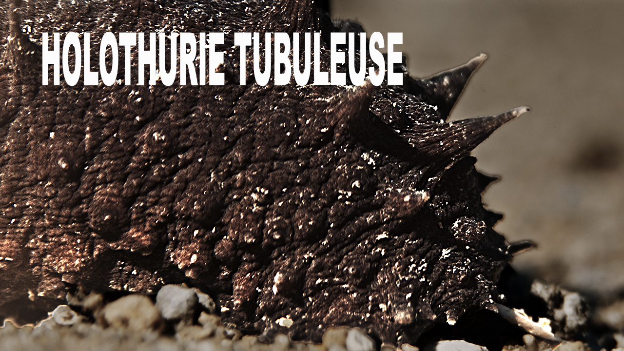 Holothurie tubuleuse