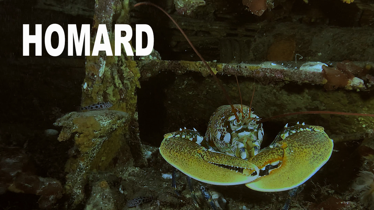 Homard