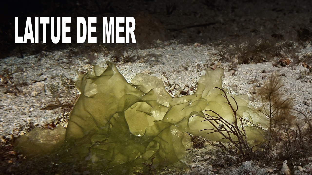 Laitue de mer