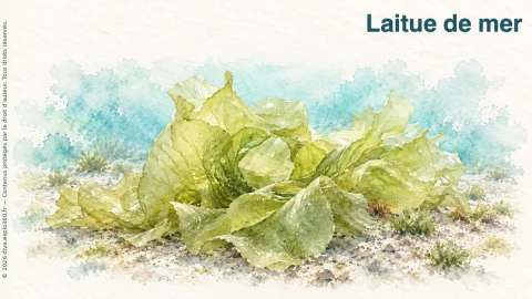 Illustration de Laitue de mer
