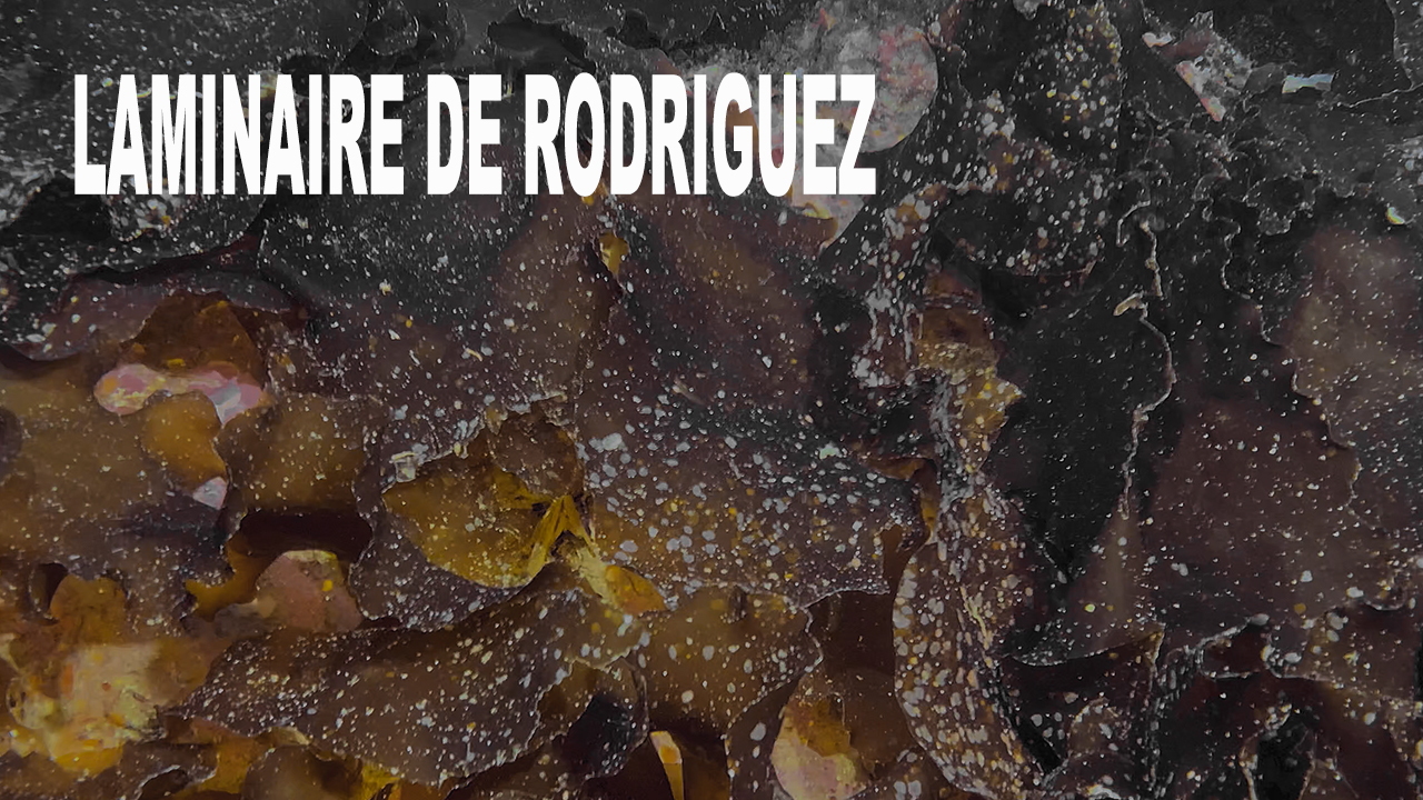 Laminaire de Rodríguez