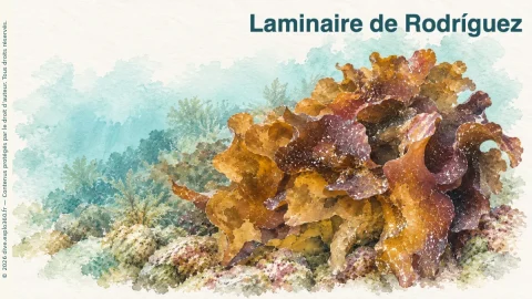 Illustration de Laminaire de Rodríguez