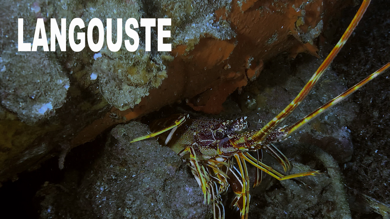 Langouste