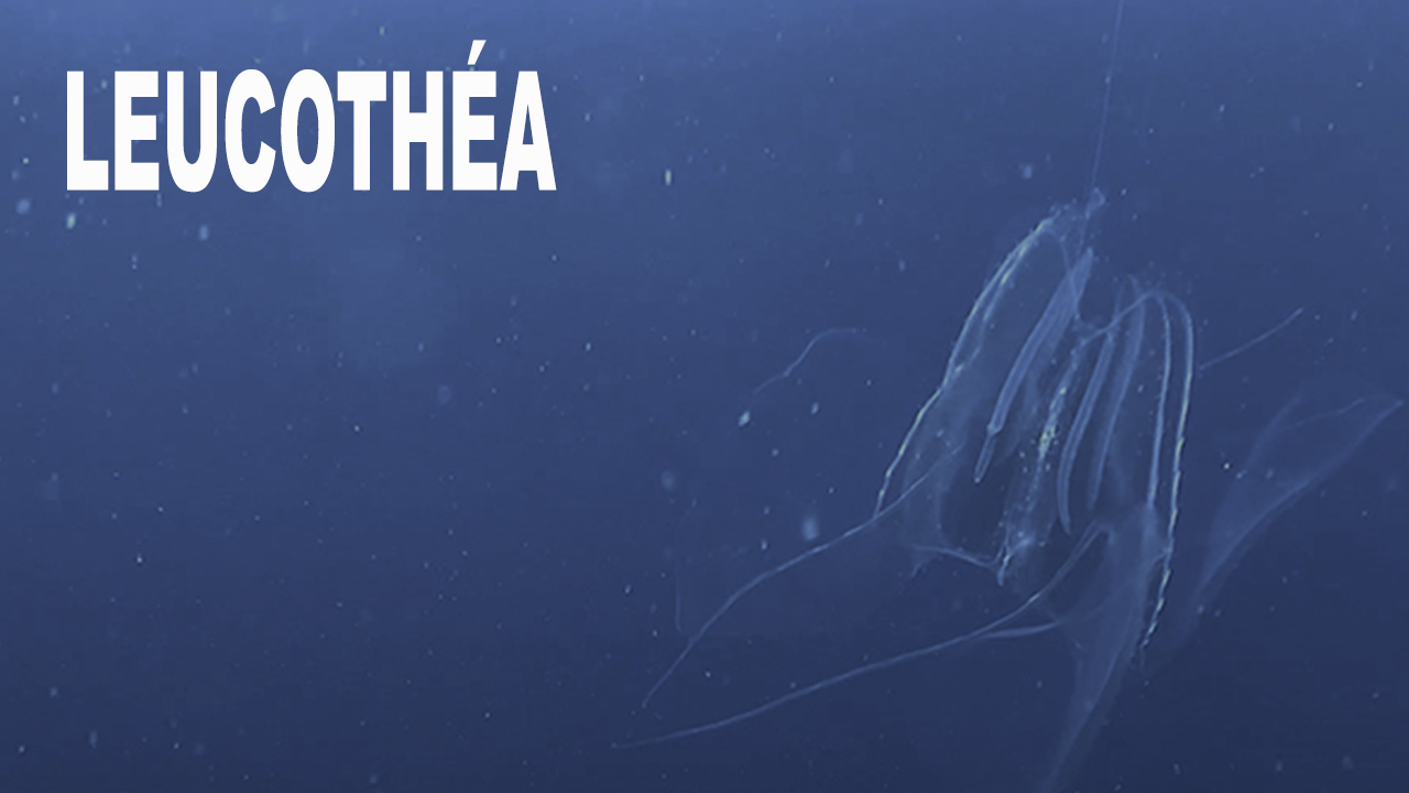 Leucothéa