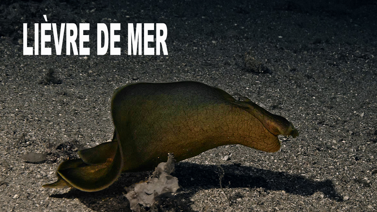 Lièvre de mer