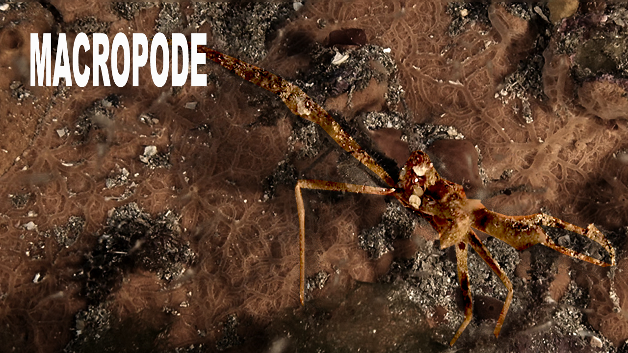 Macropode