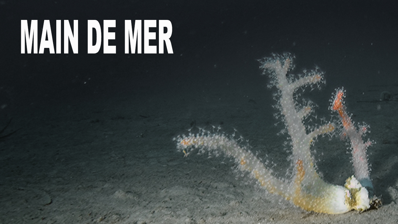 Main de mer