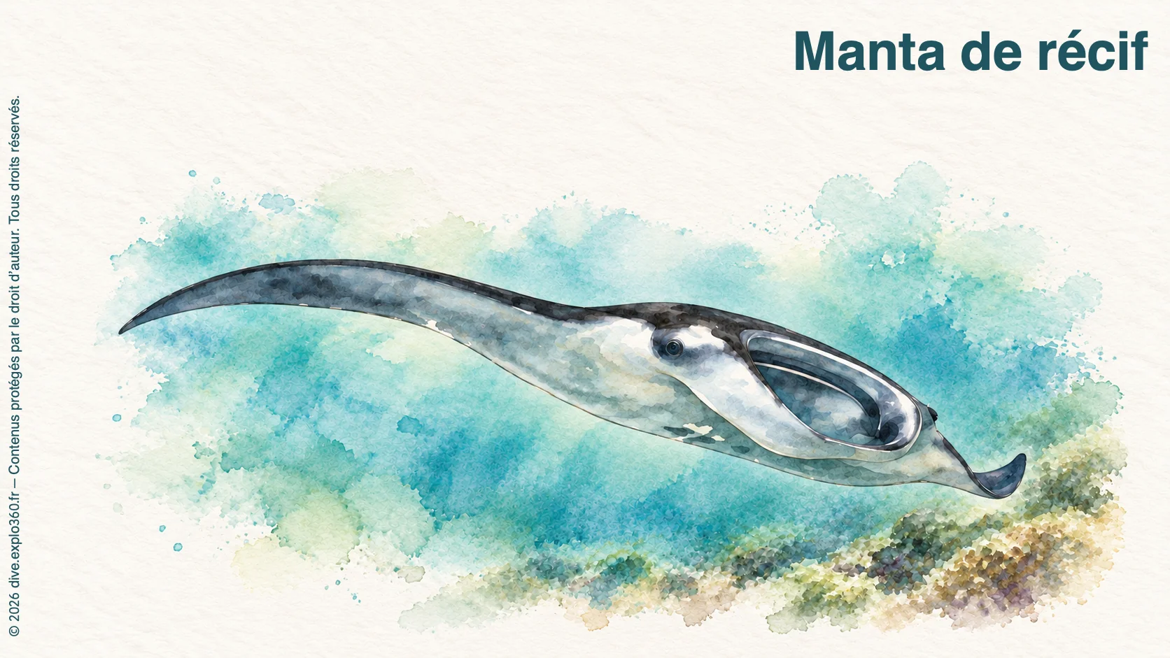 Manta de récif