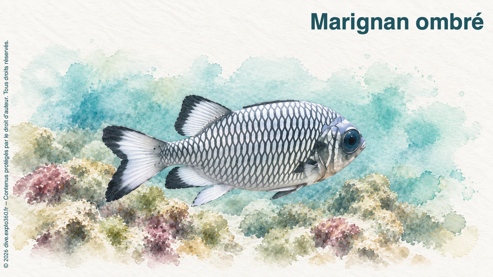 Marignan ombré
