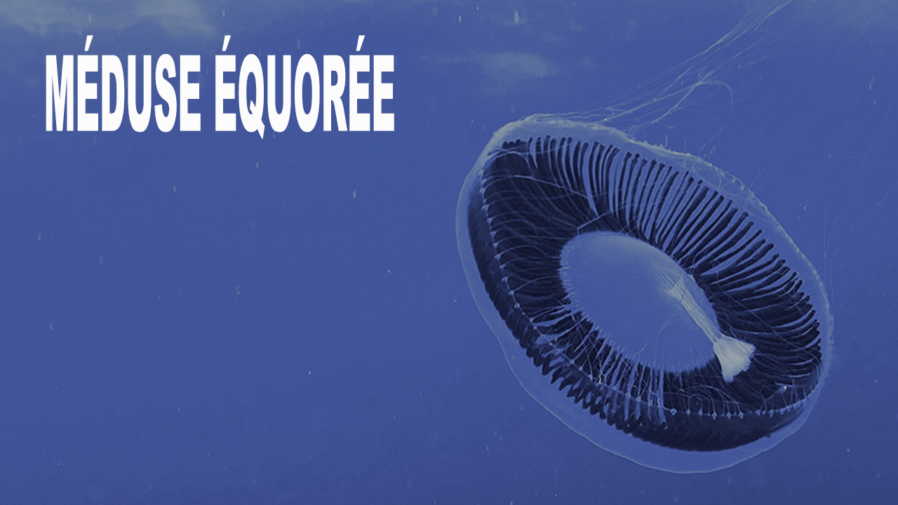 Méduse équorée