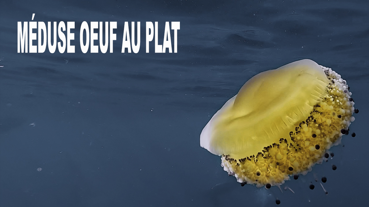 Méduse œuf au plat