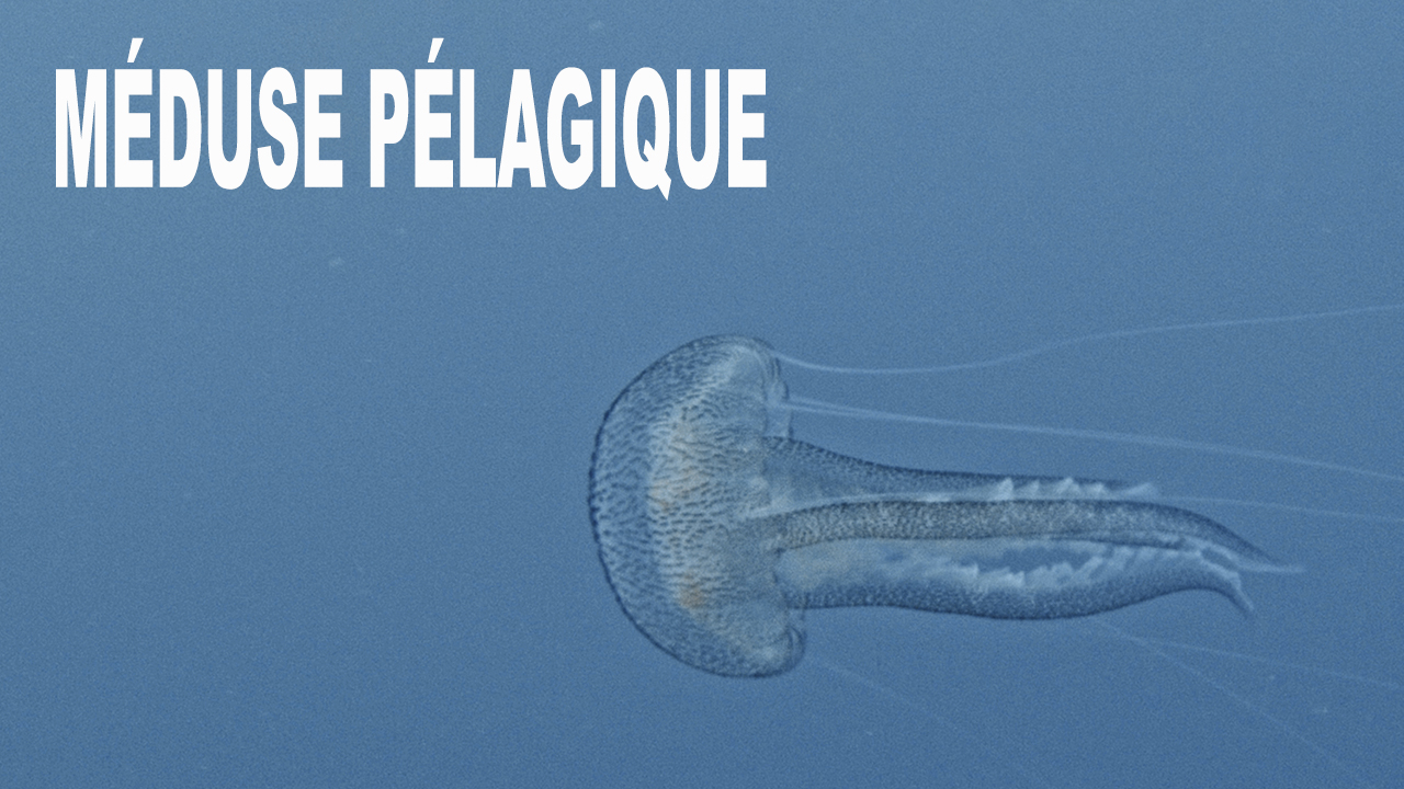 Méduse pélagique