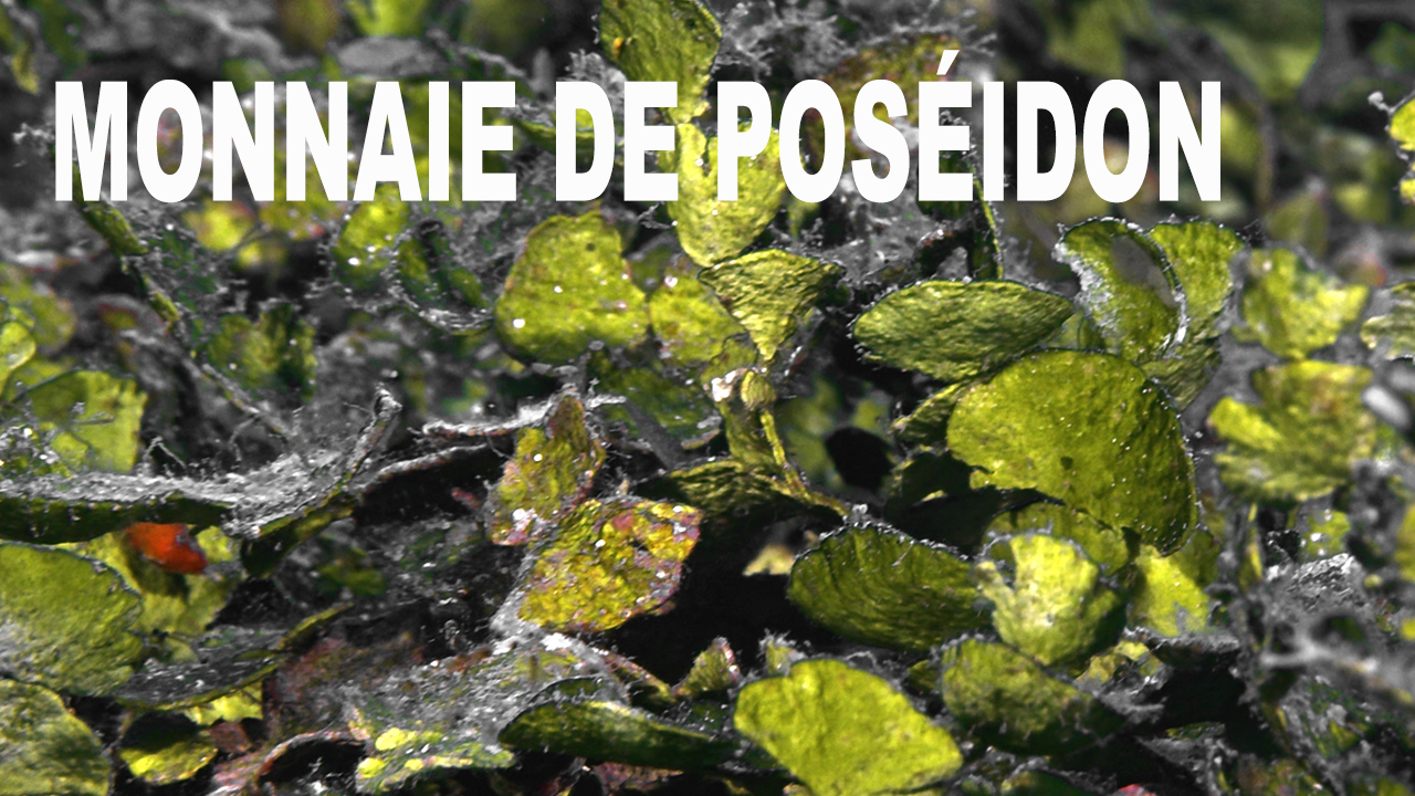 Monnaie de Poséidon