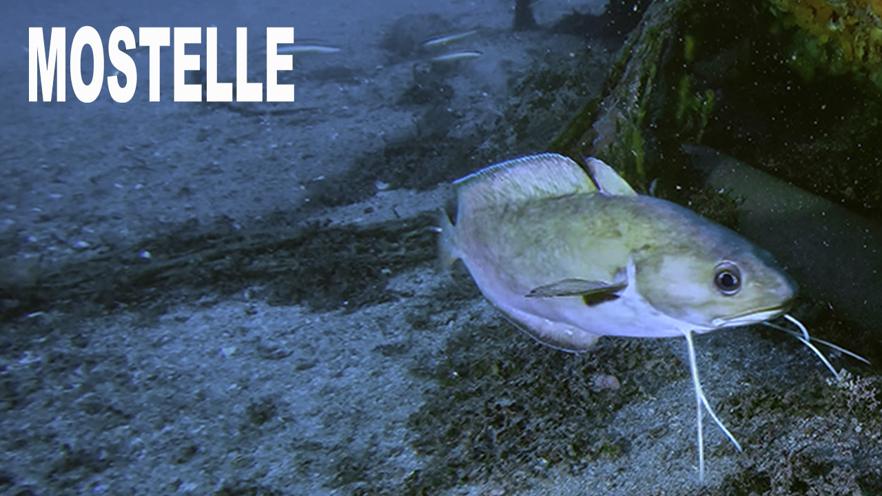Mostelle