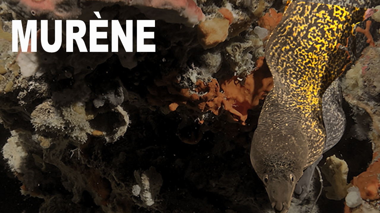 Murène