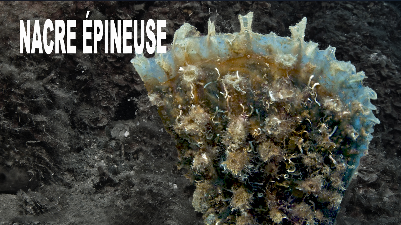 Nacre épineuse