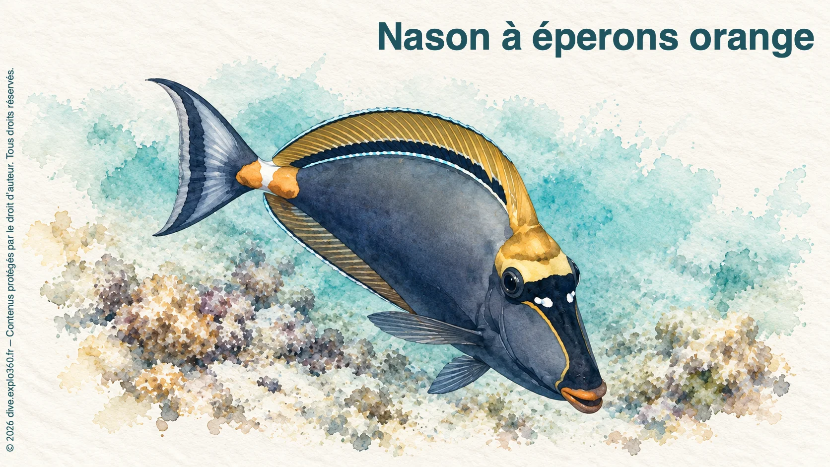 Nason à éperons orange