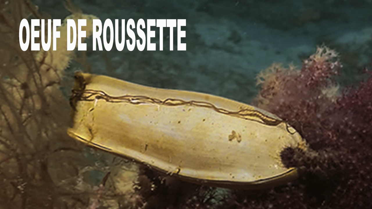 Œuf de roussette