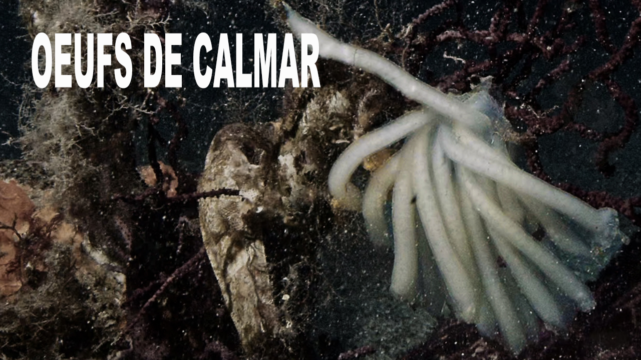 Œufs de calmar