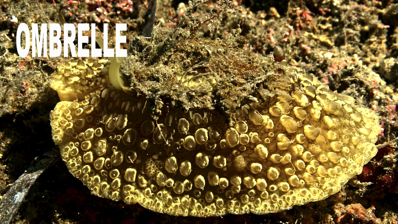 Ombrelle