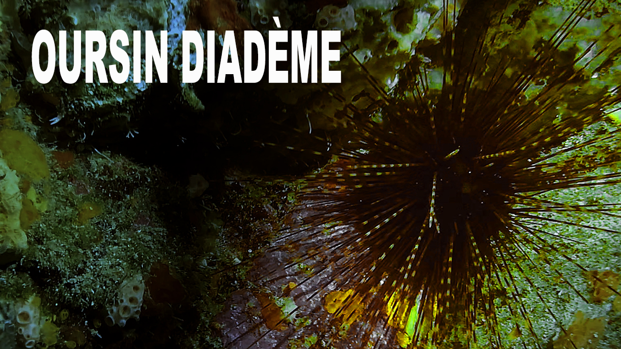 Oursin diadème