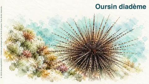 Illustration de Oursin diadème