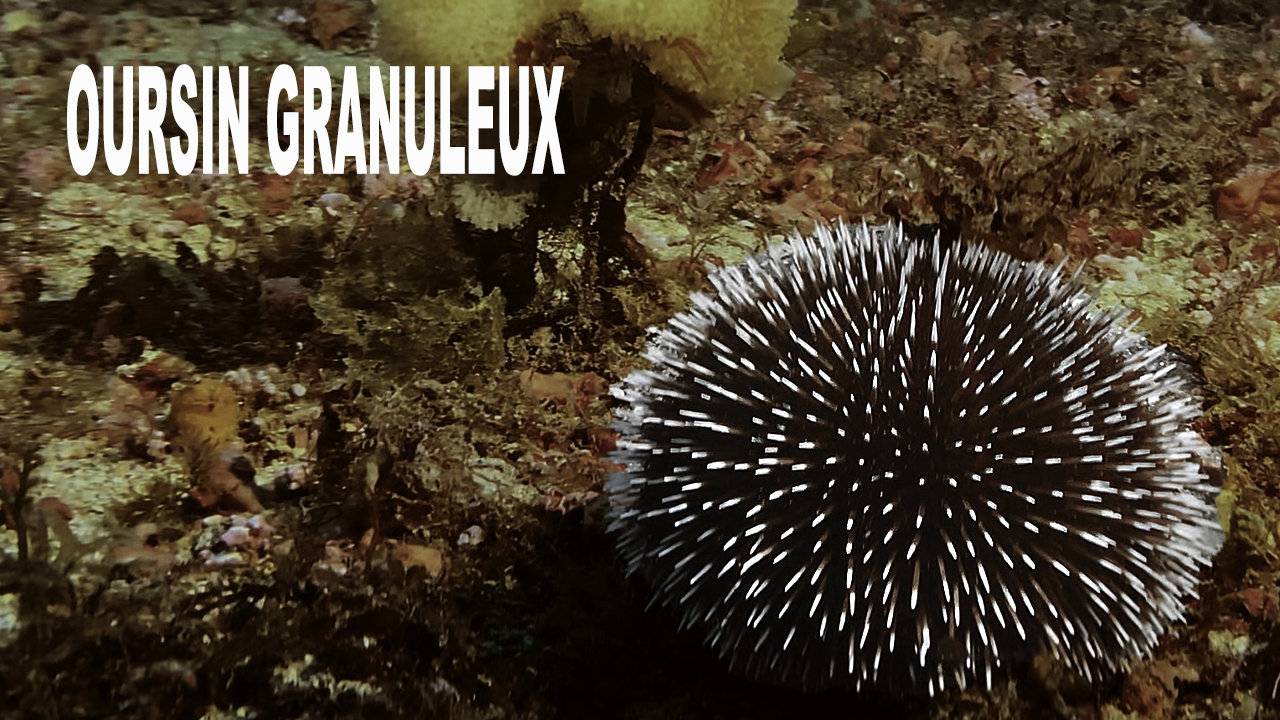 Oursin granuleux