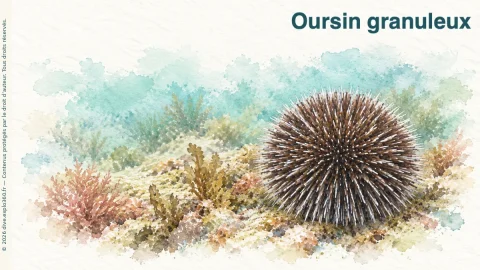 Illustration de Oursin granuleux