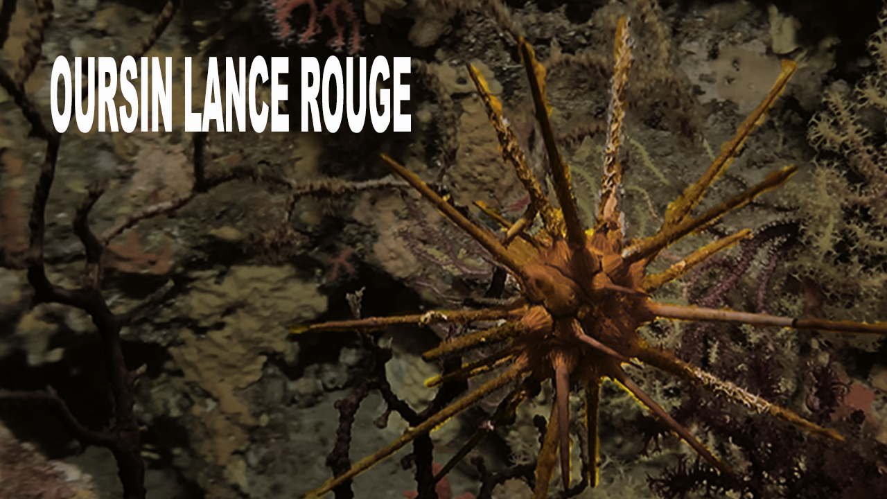 Oursin lance rouge